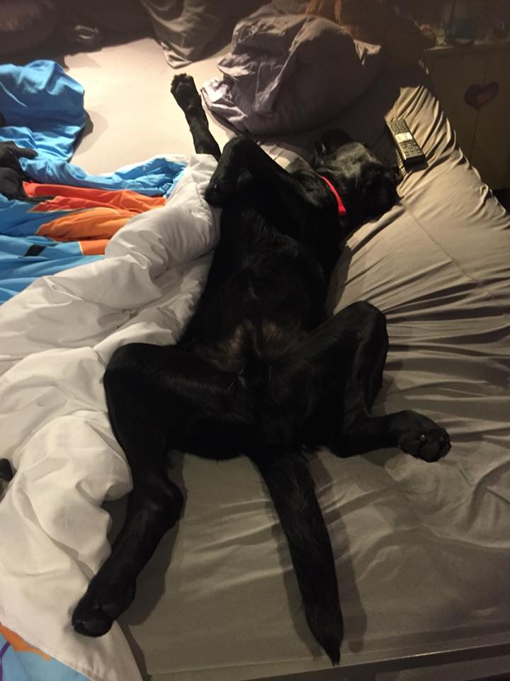 A picture of Barrett laying on his back on a bed, and he is all stretched out and presenting his belly for tummy rubs