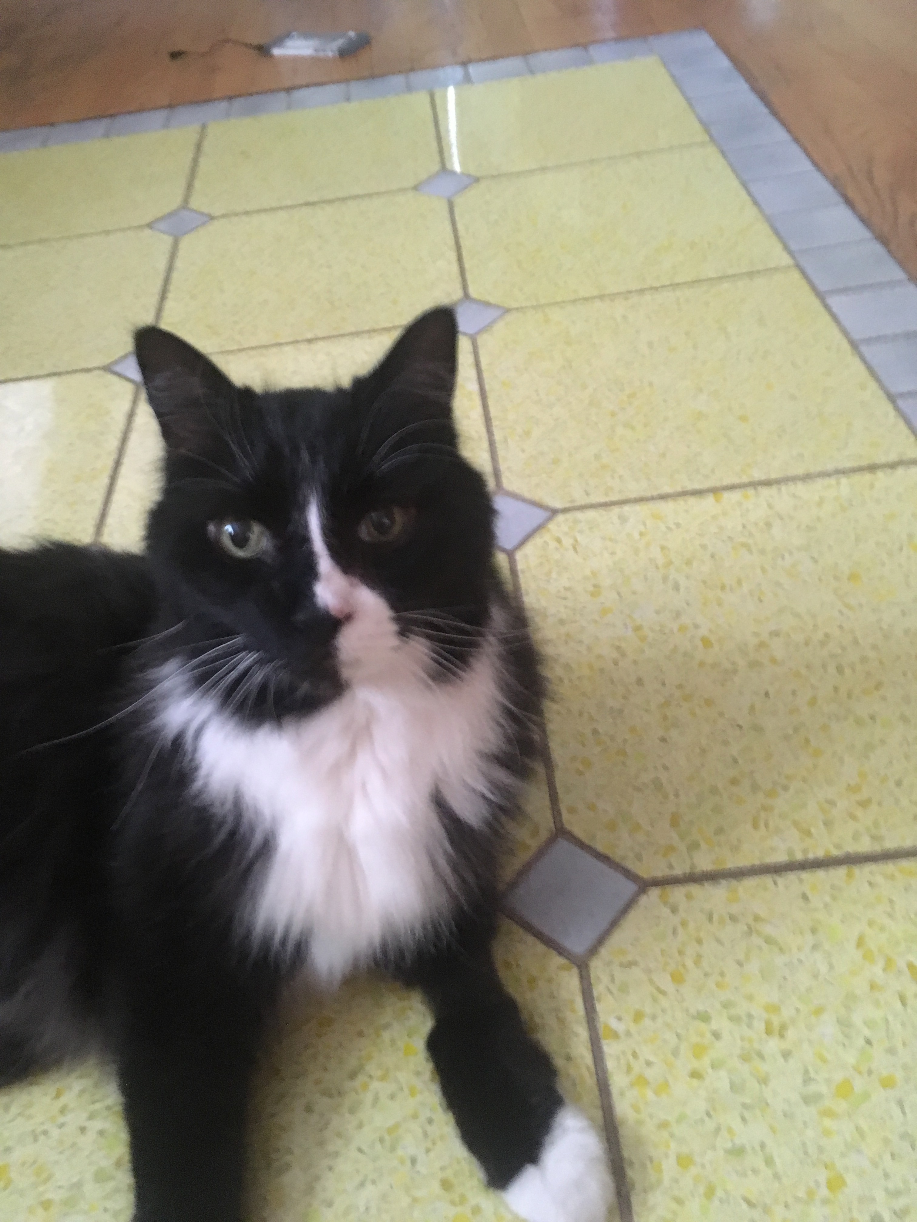 A large fluffy black and white cat who looks like he is wearing a tuxedo