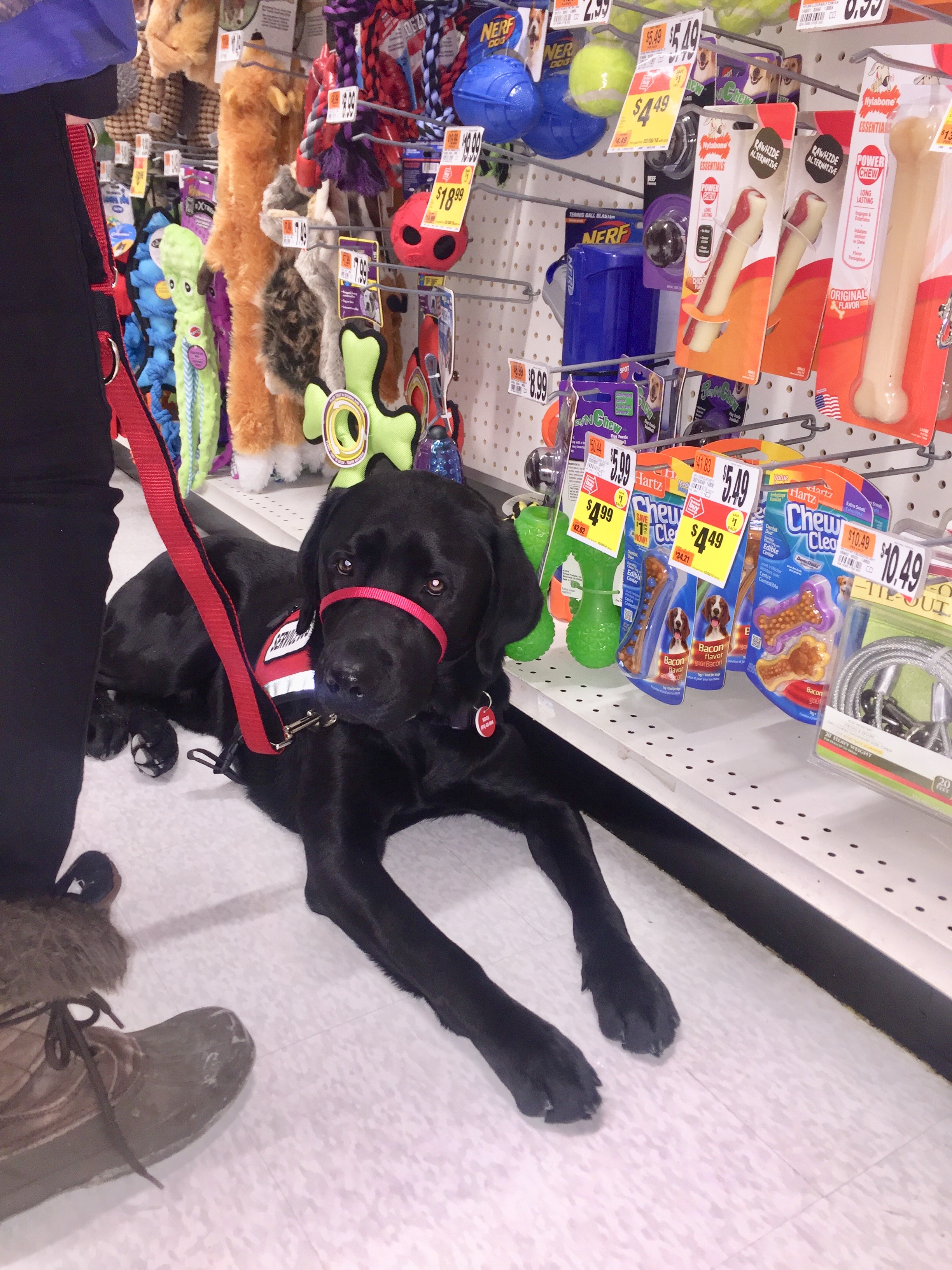 A picture of Barrett being very well controlled as he lays alongside a wall of dog toys in a target, without looking at any of them