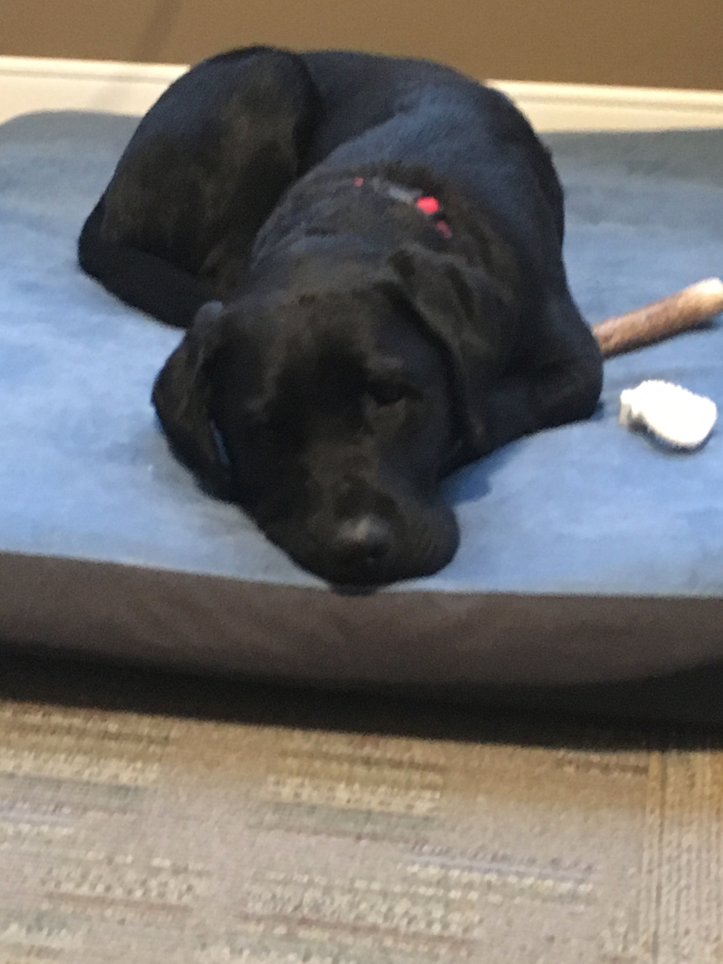 A picture of Barrett laying on the blue bed he was provided during the two weeks of training his partner went through after meeting him