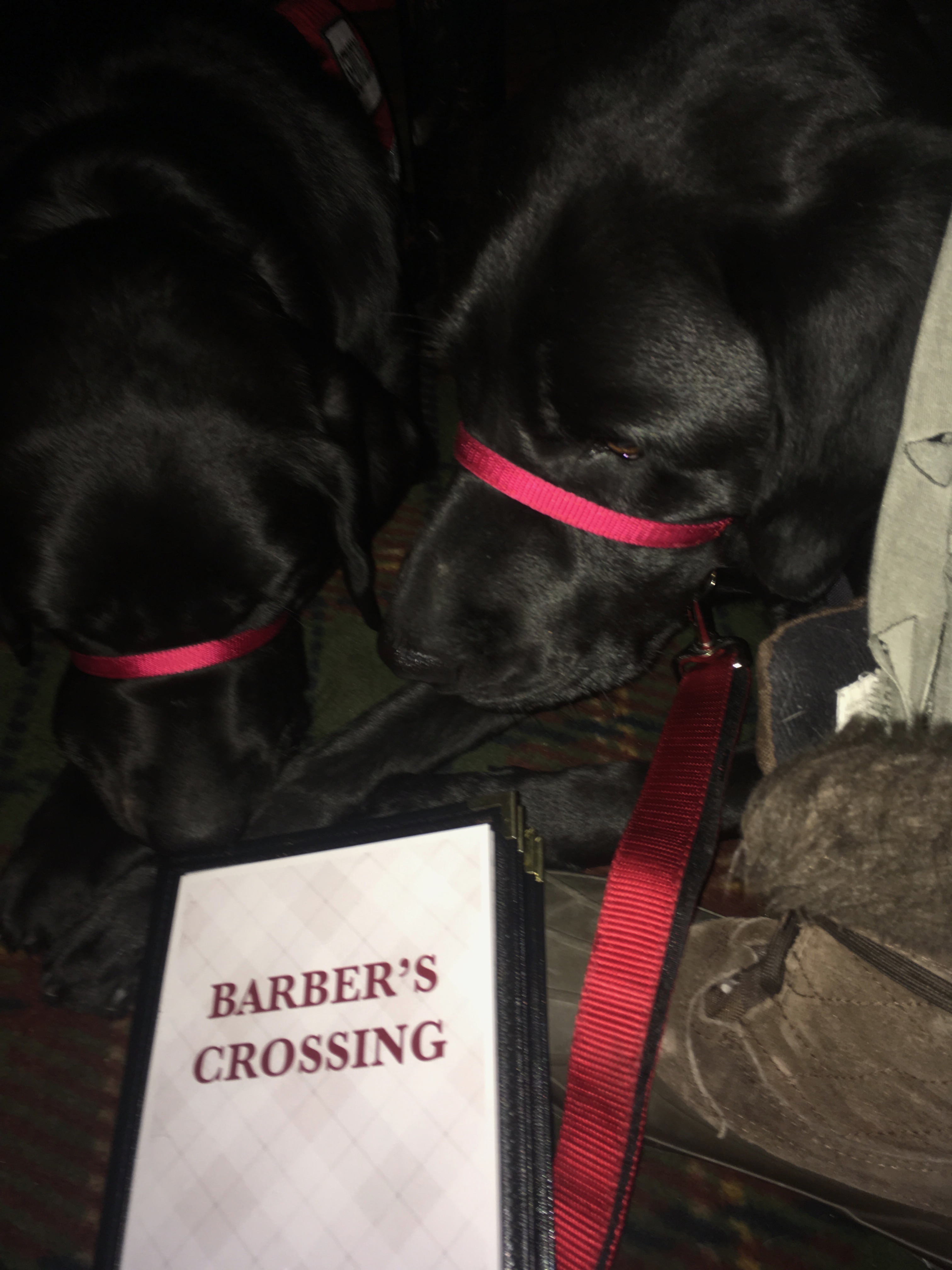 A picture of Barrett and his service dog friend Baxter under the table during dinner at a place called Barber's Crossing