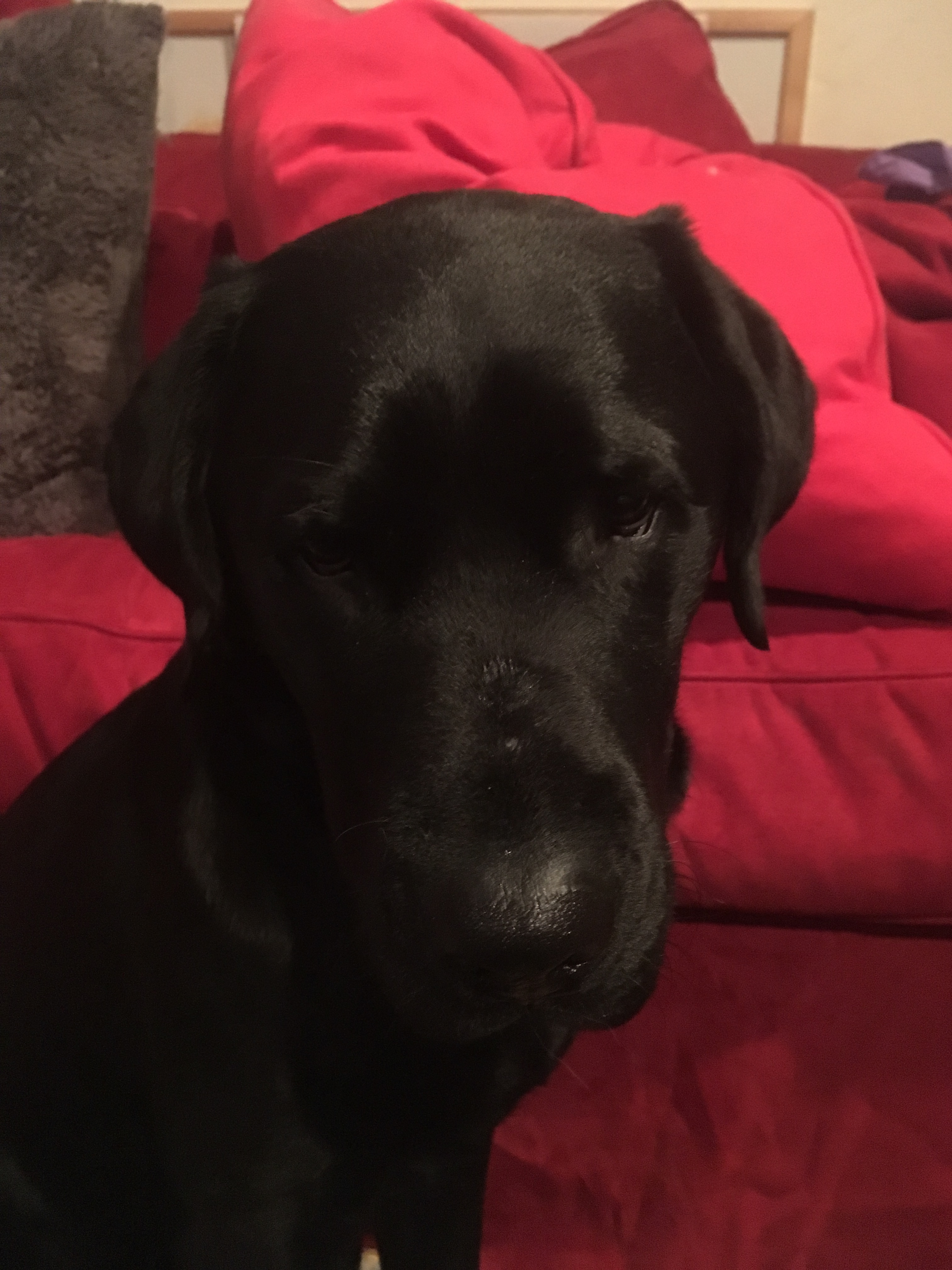 A picture of Barrett sitting and staring at the camera, with his face being most prominent