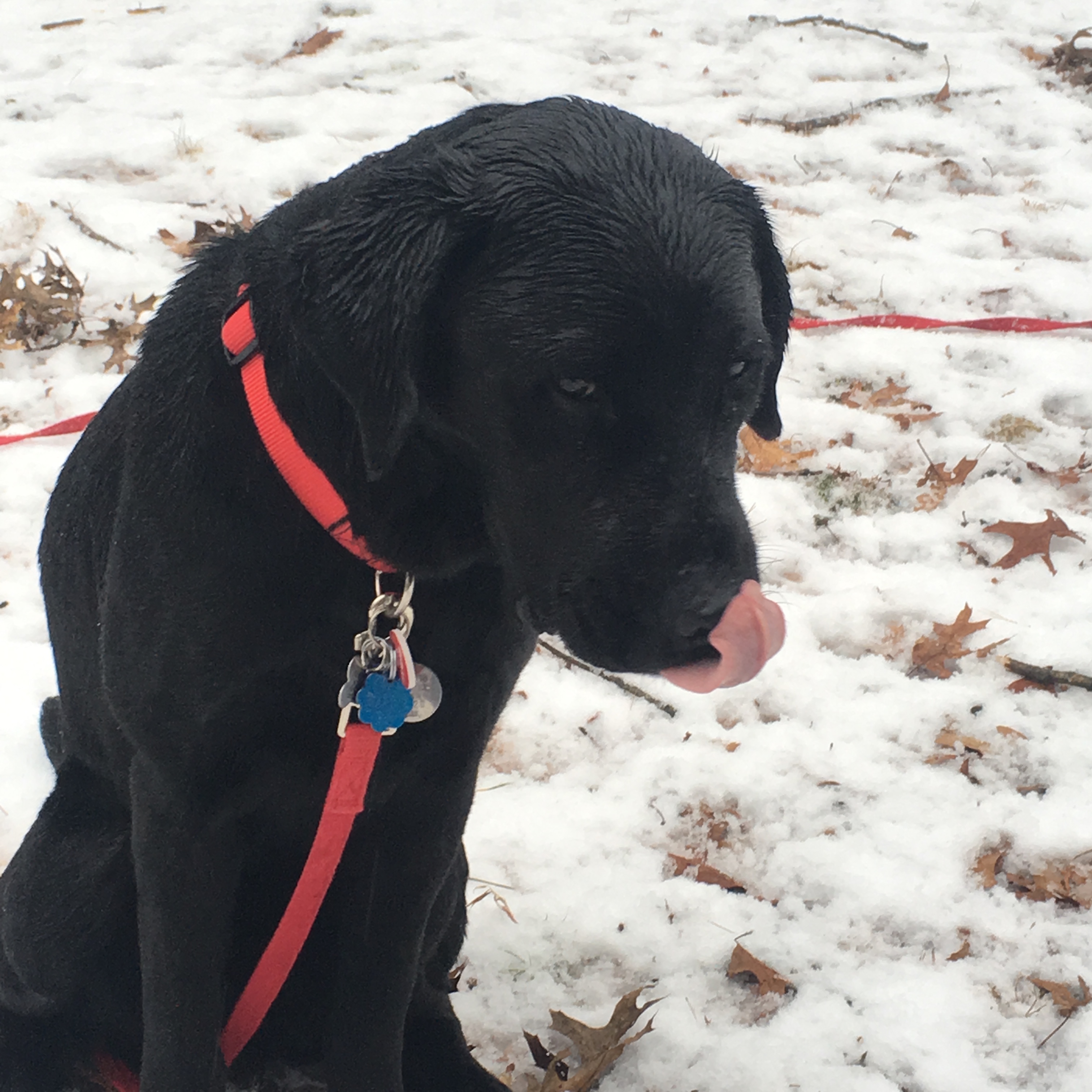 A picture of Barrett licking his lips after a romp in the snow