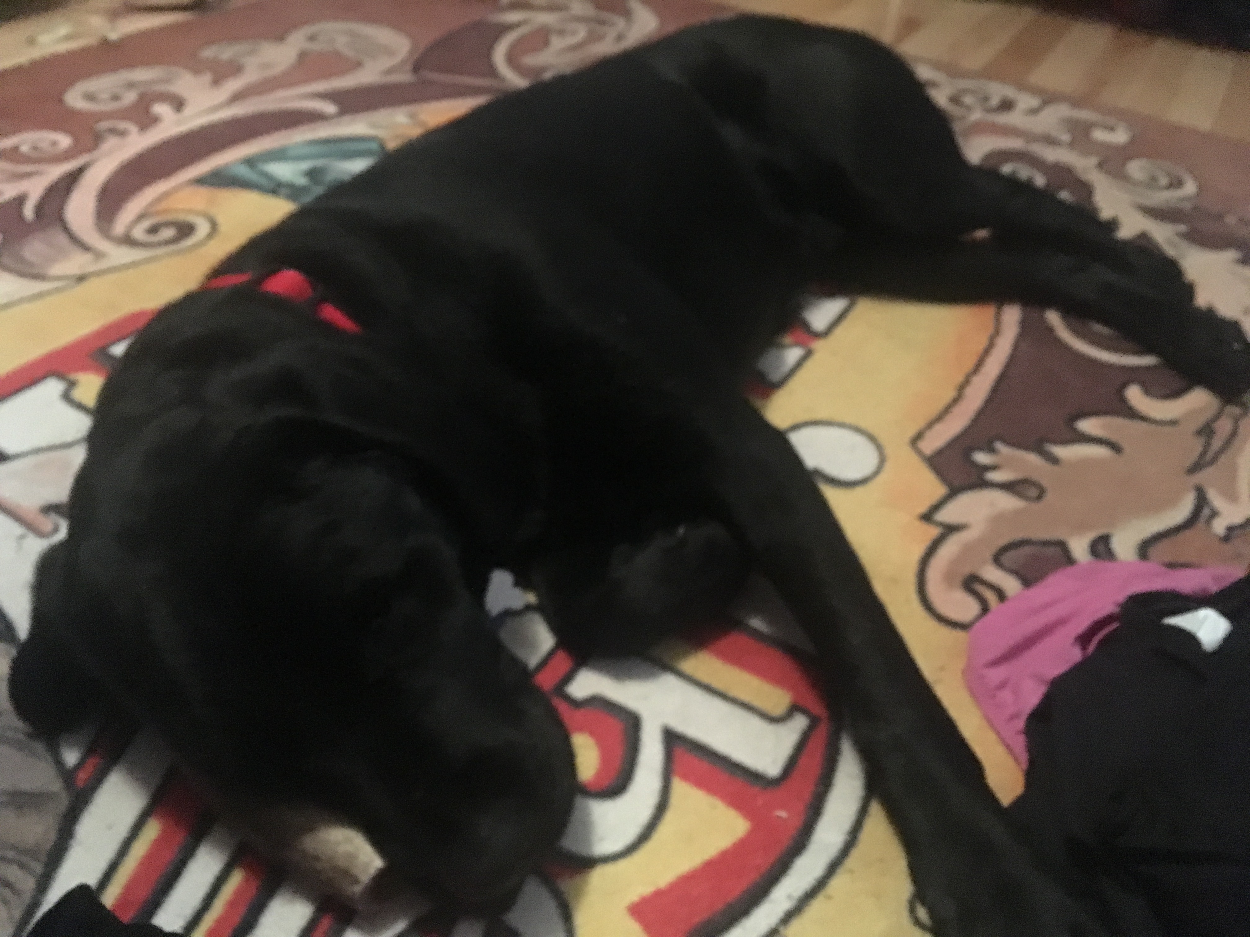 A picture of Barrett laying in the middle of the floor at his partner's house