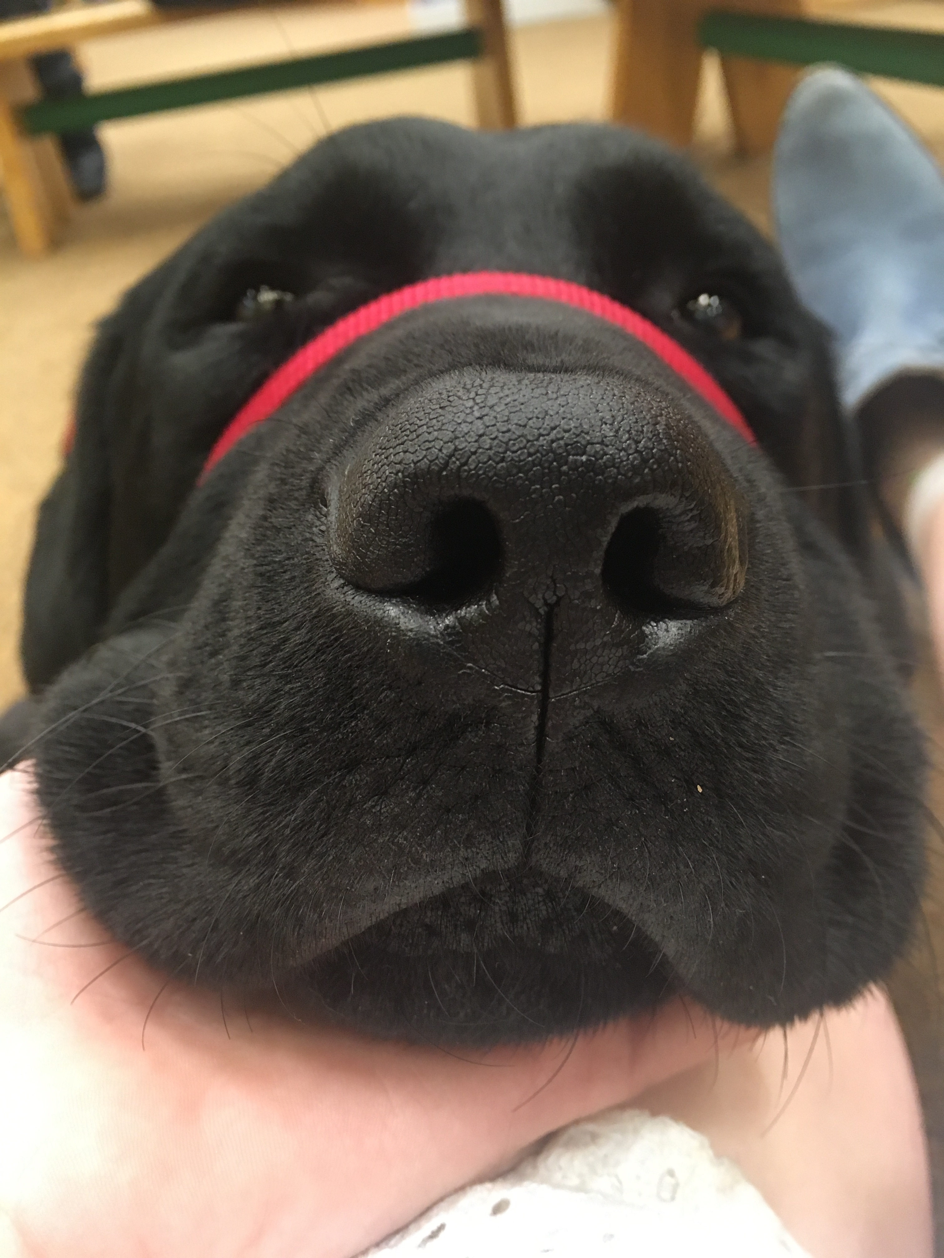 A closeup picture of Barretts face with his nose being the most prominent