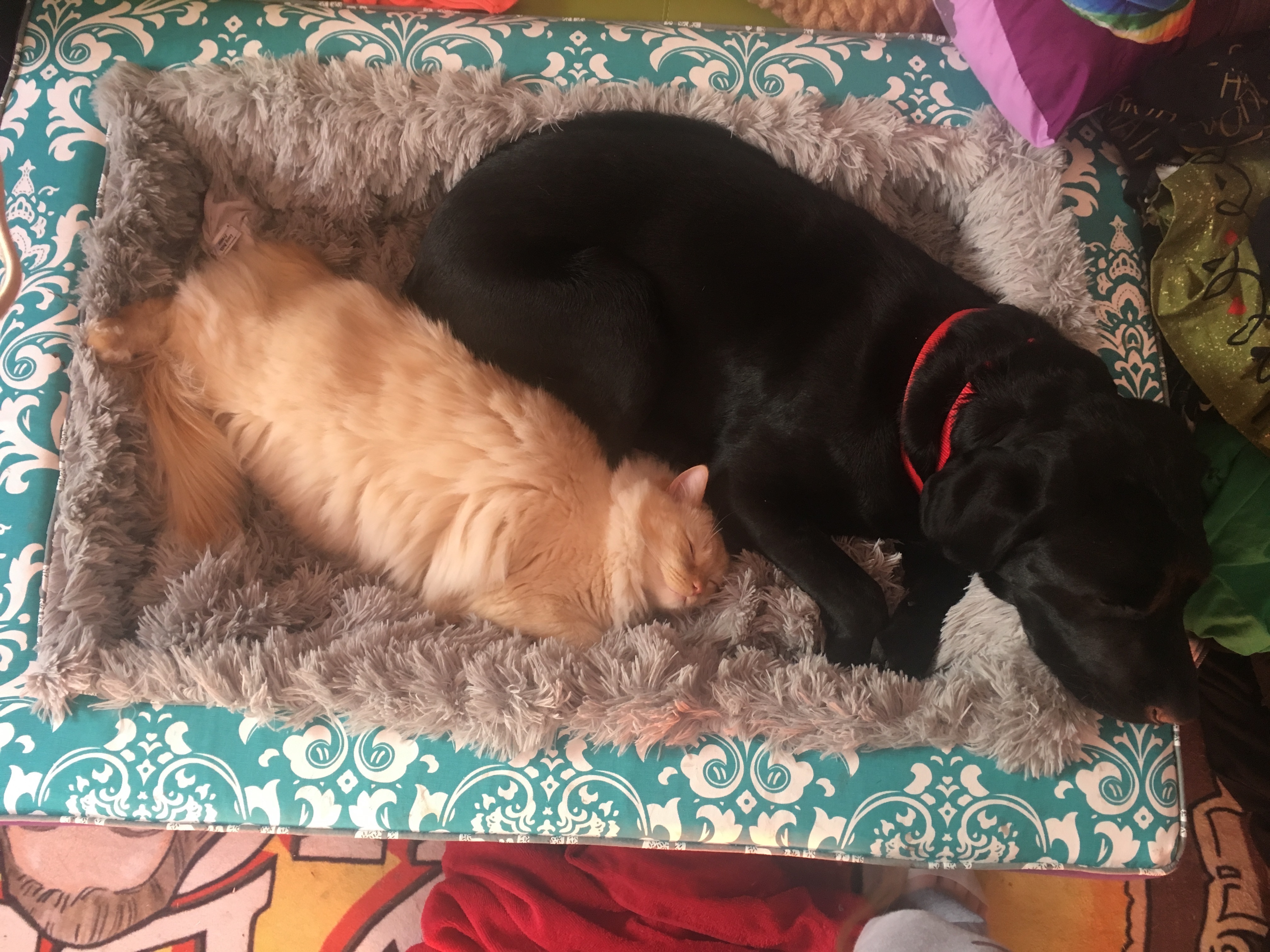 A picture of Barrett and Harvey Milk snuggling side by side in Barretts big fluffy bed