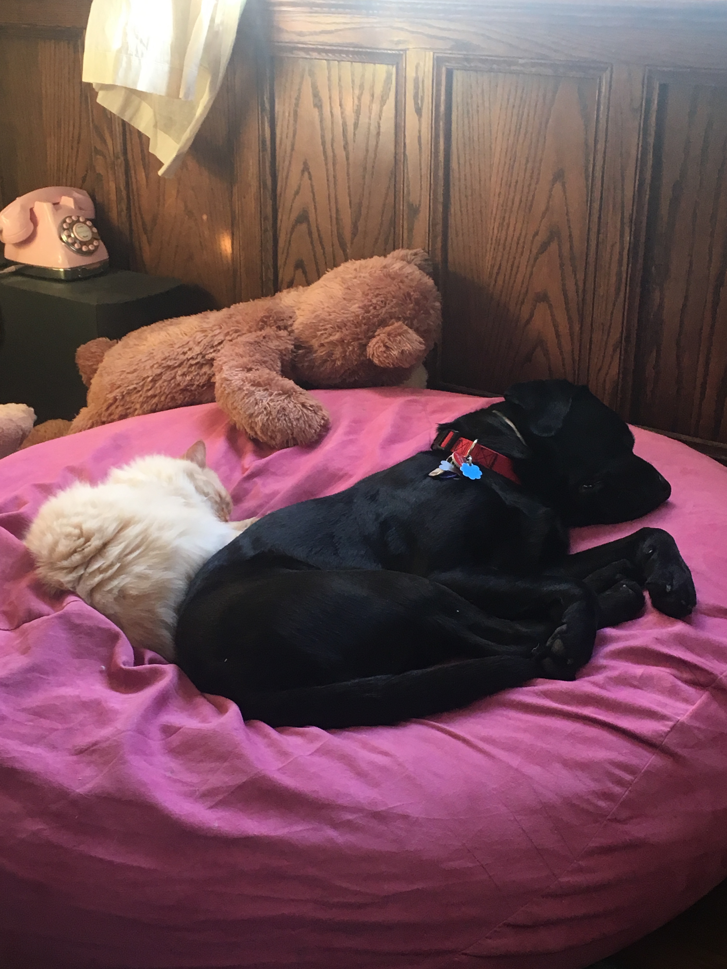 A picture of Barrett snuggling with Harvey Milk (see family page) on a big pink poof