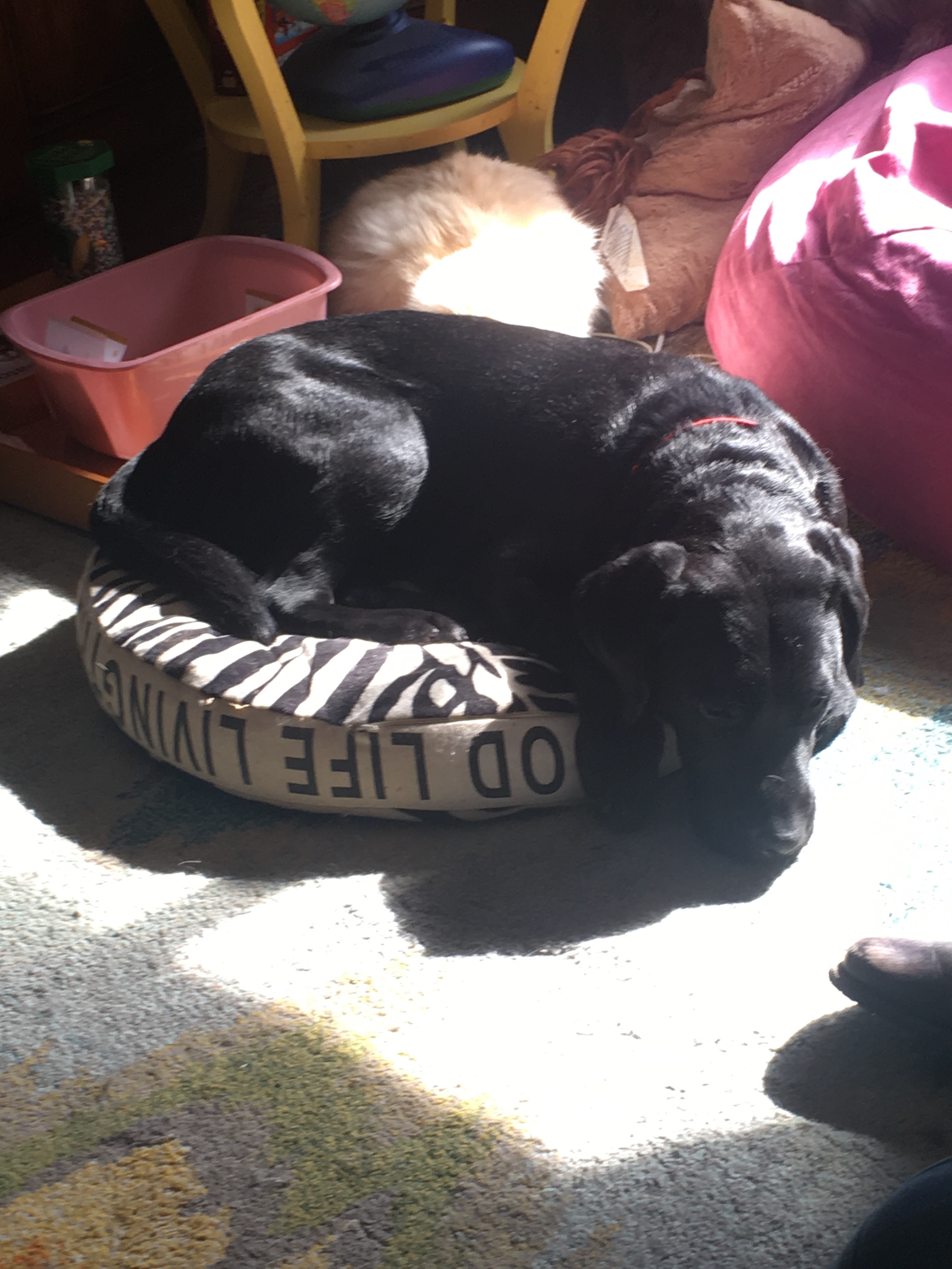 A picture of Barrett laying on a small dog bed that is meant for his older pug brother