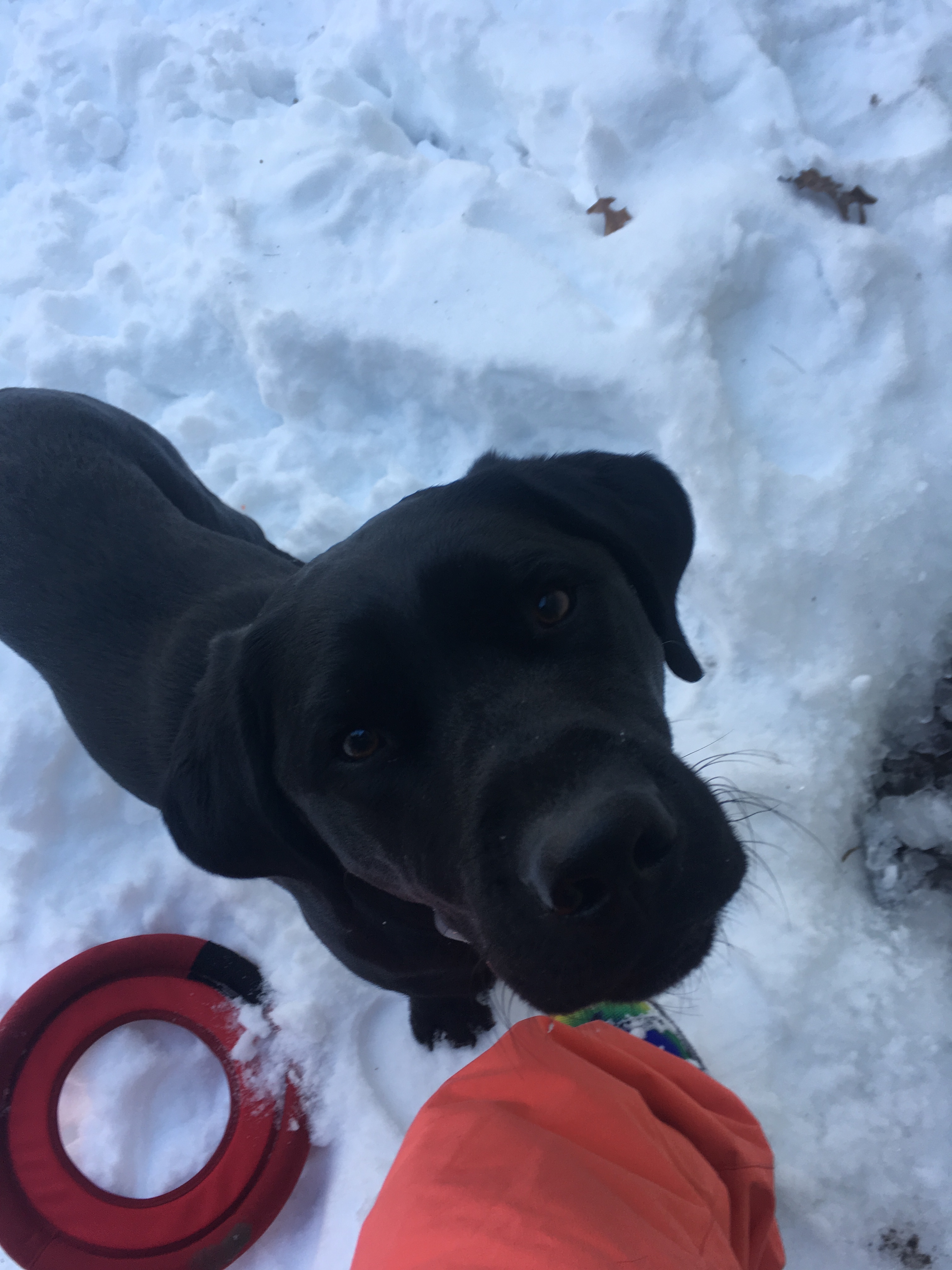 A picture of Barrett looking up at the camera with snow on the ground around him