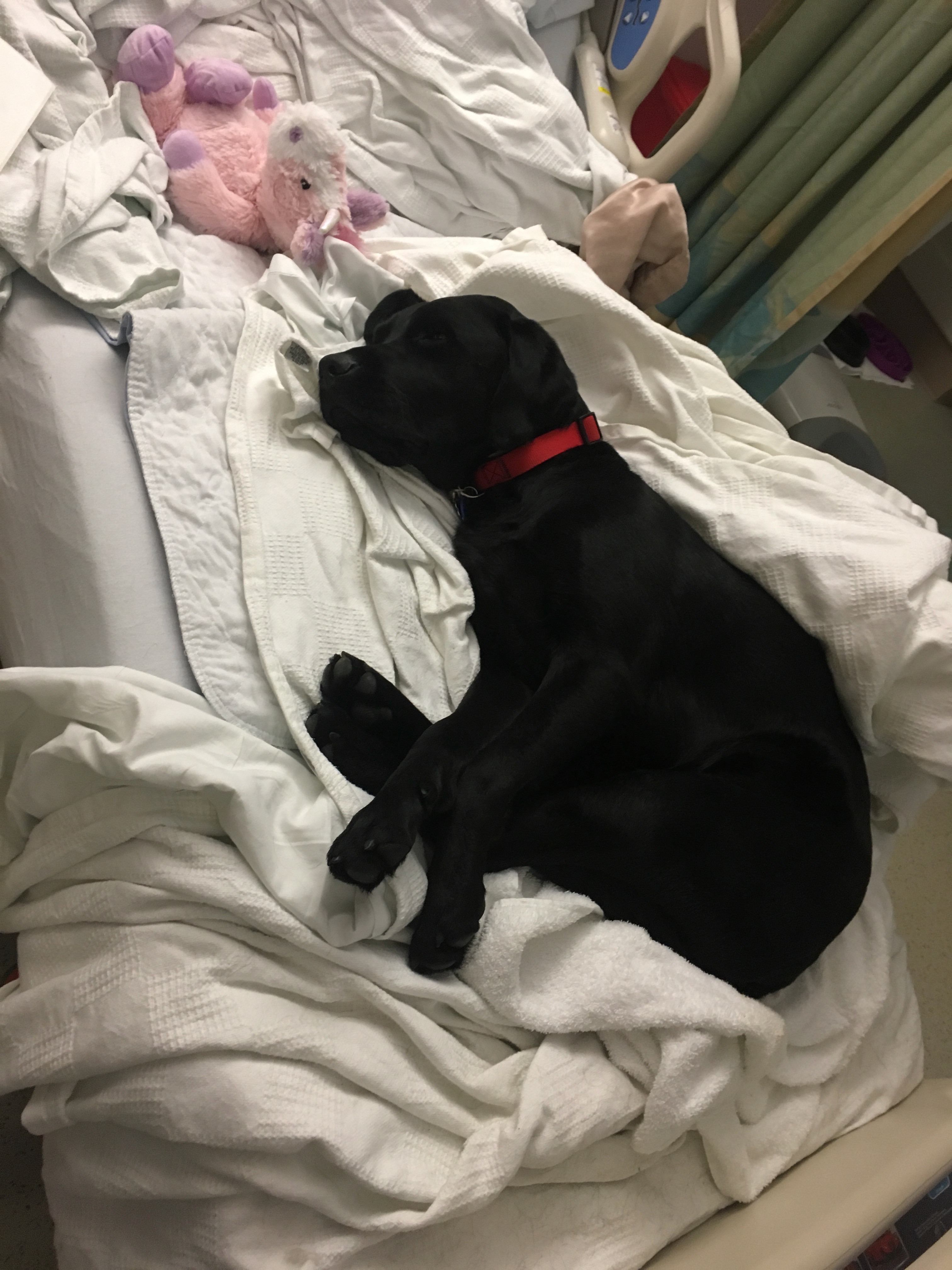 A picture of Barrett asleep on his partner's hospital bed after she had a surgery