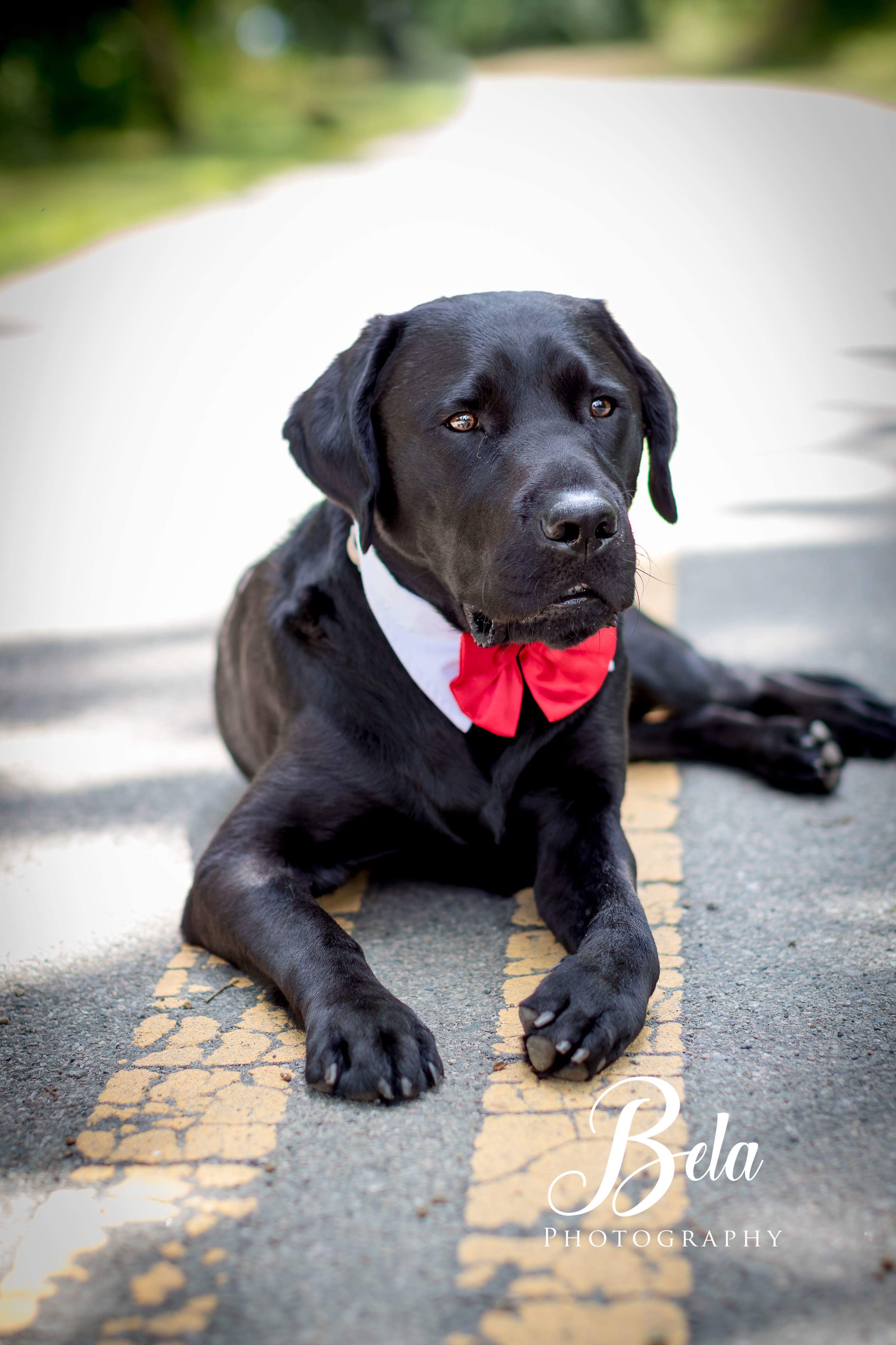 Barrett laying down on pavement wearing a white shirt collar with a red bowtie