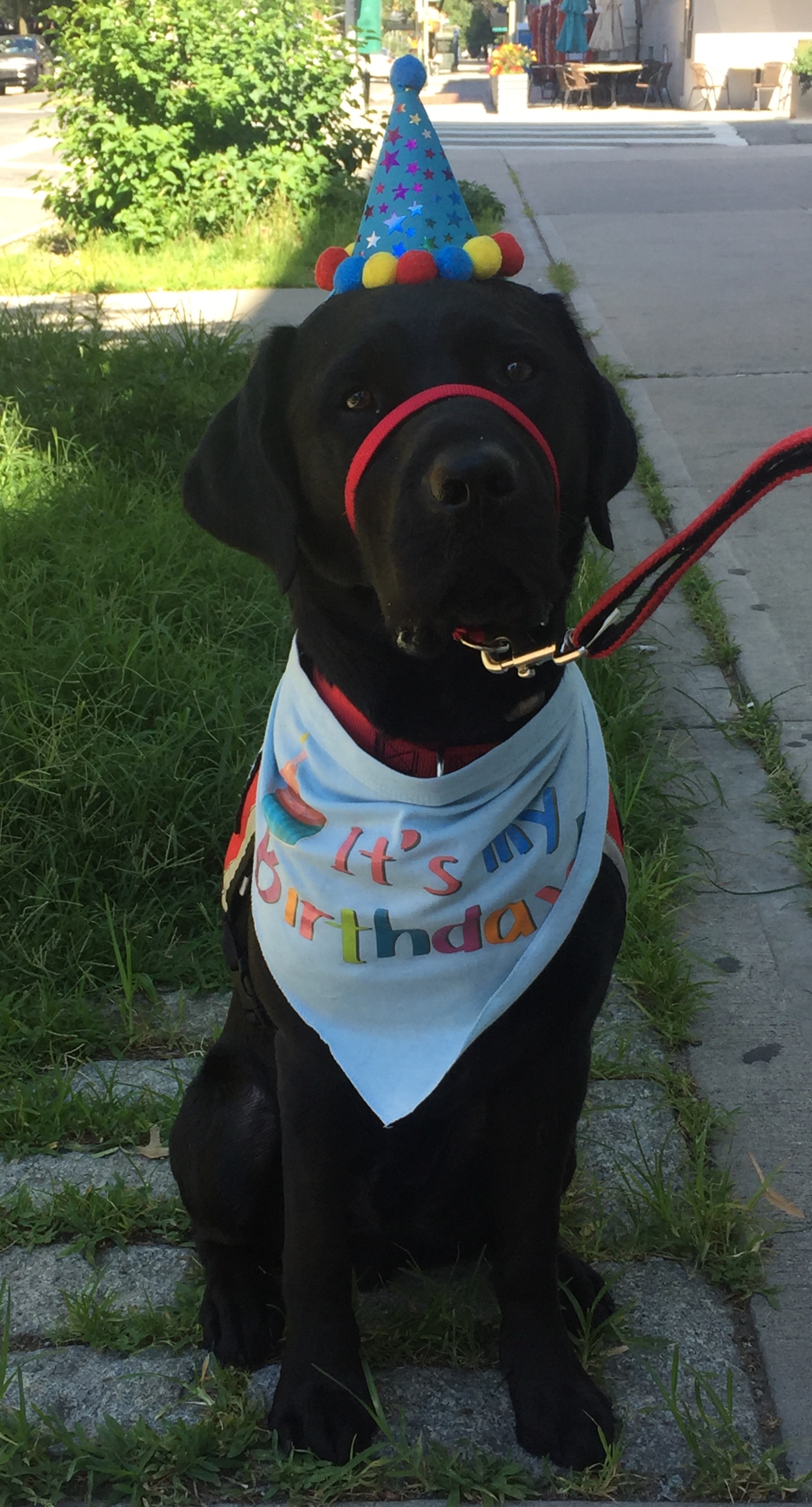 A picture of Barrett celebrating his second birthday with a cone birthday hat and blue bandana that says 'It is my birthday'