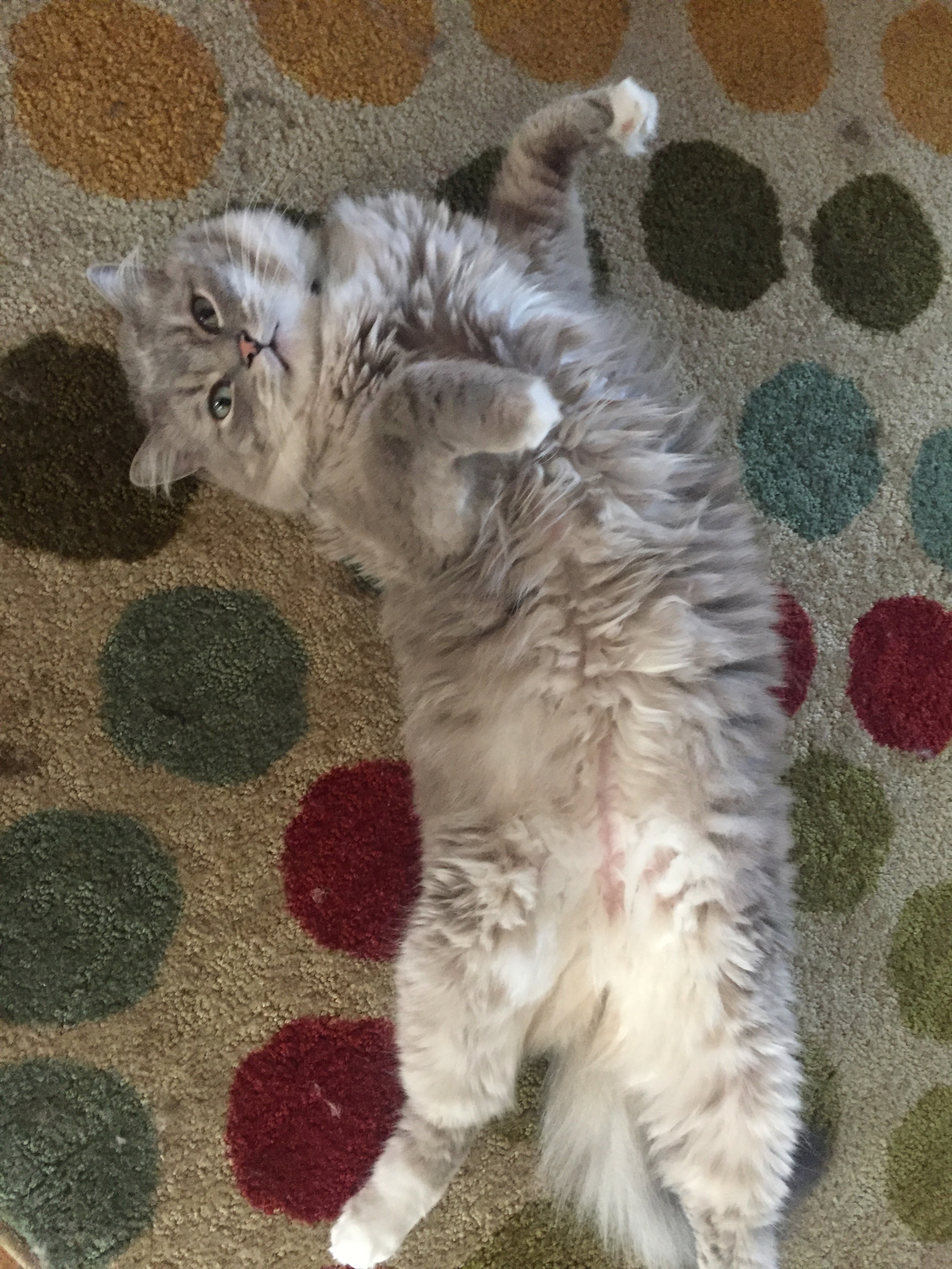 A medium-sized fluffy gray and white cat