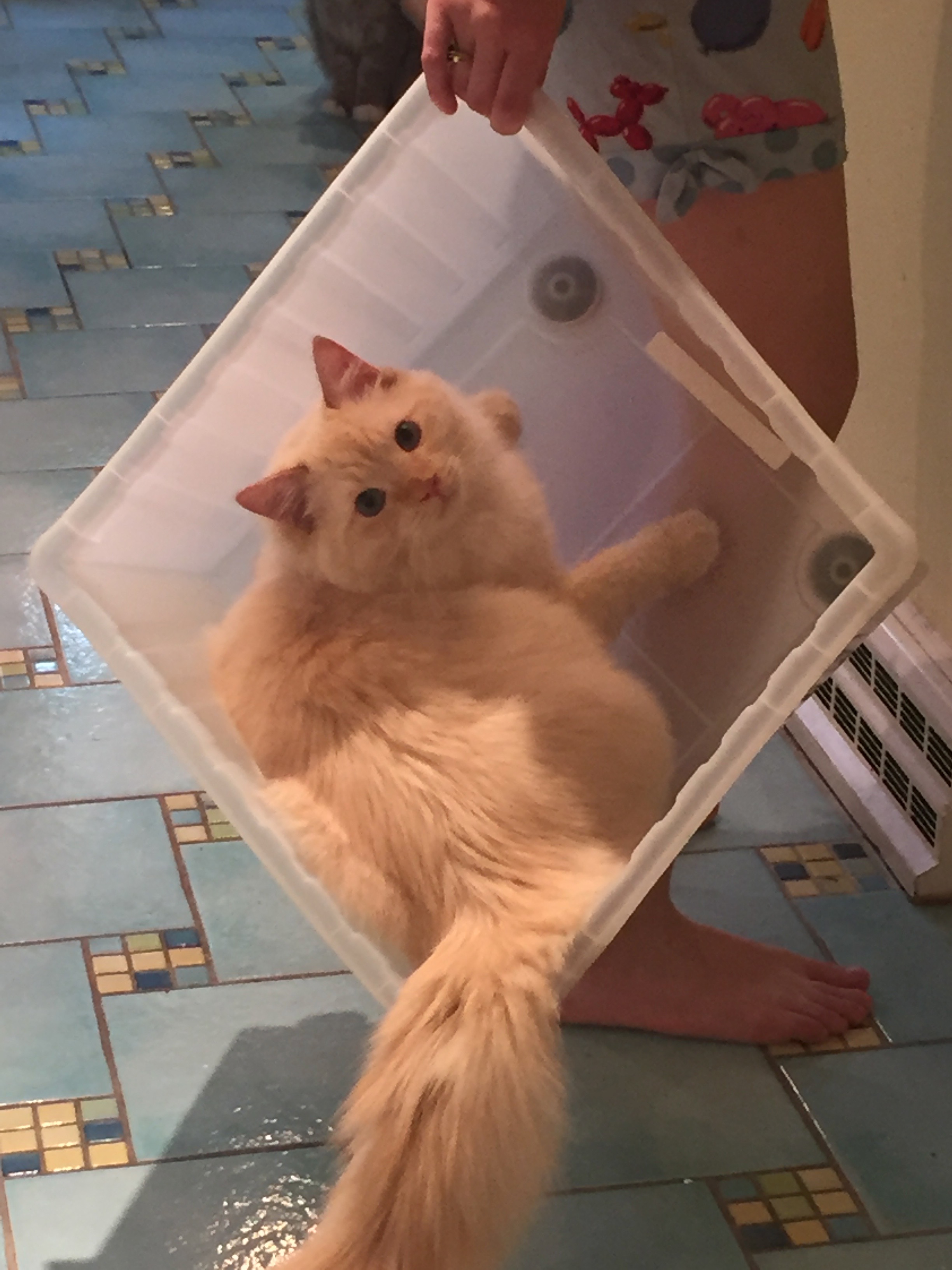 A large white and orange fluffy cat