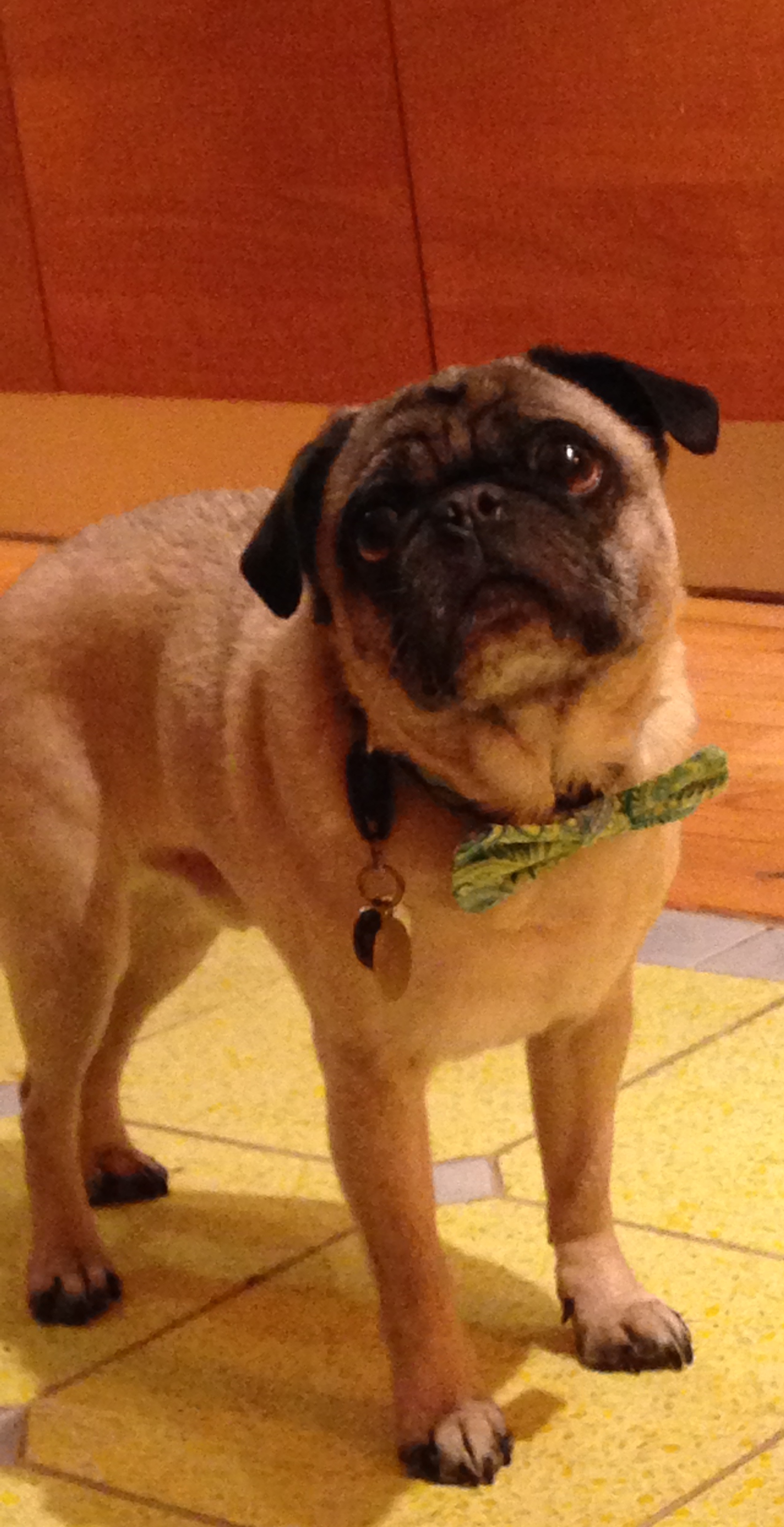 a faun pug with a black and gray muzzle