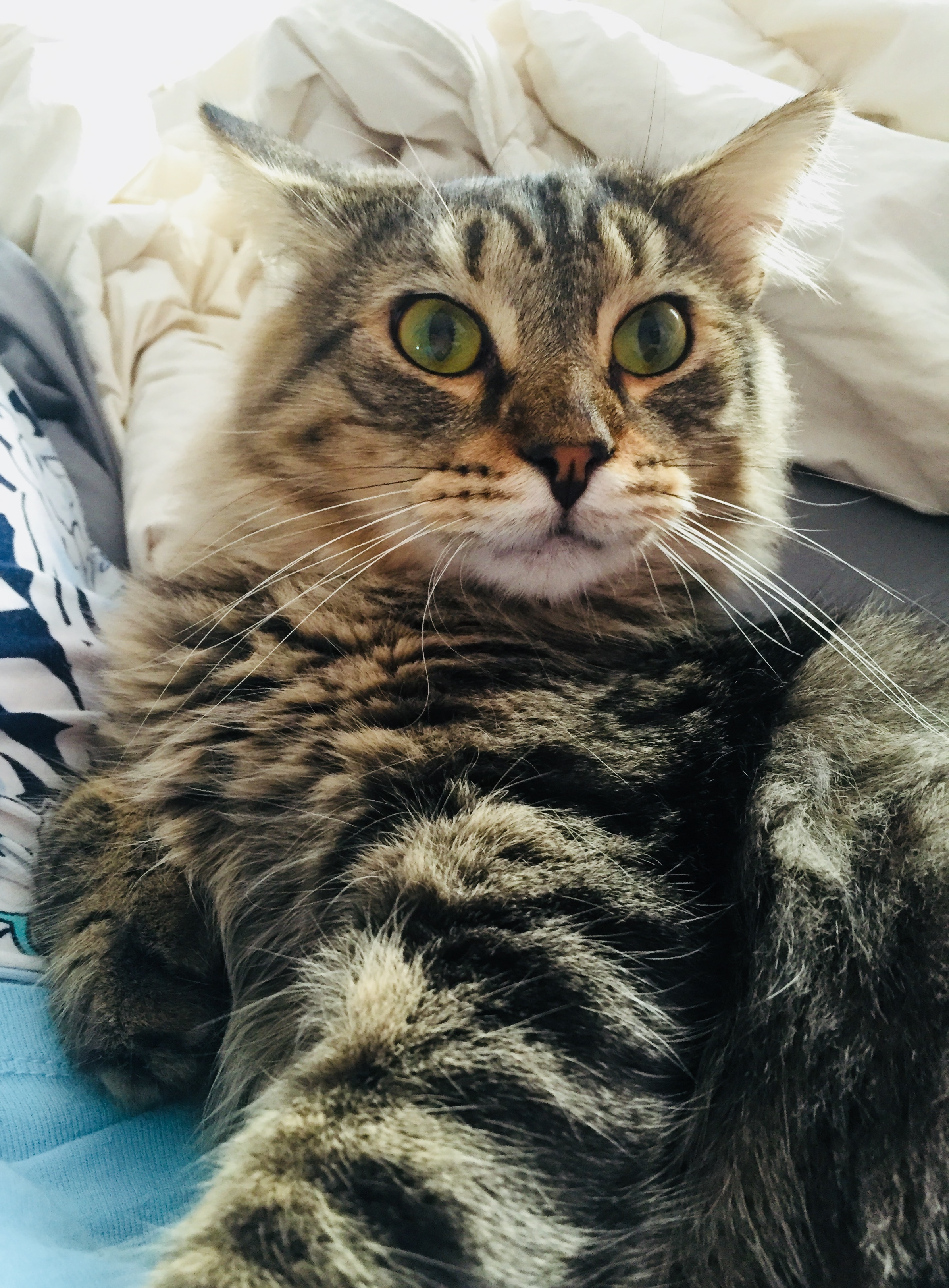 A large fluffy brown and gold striped cat