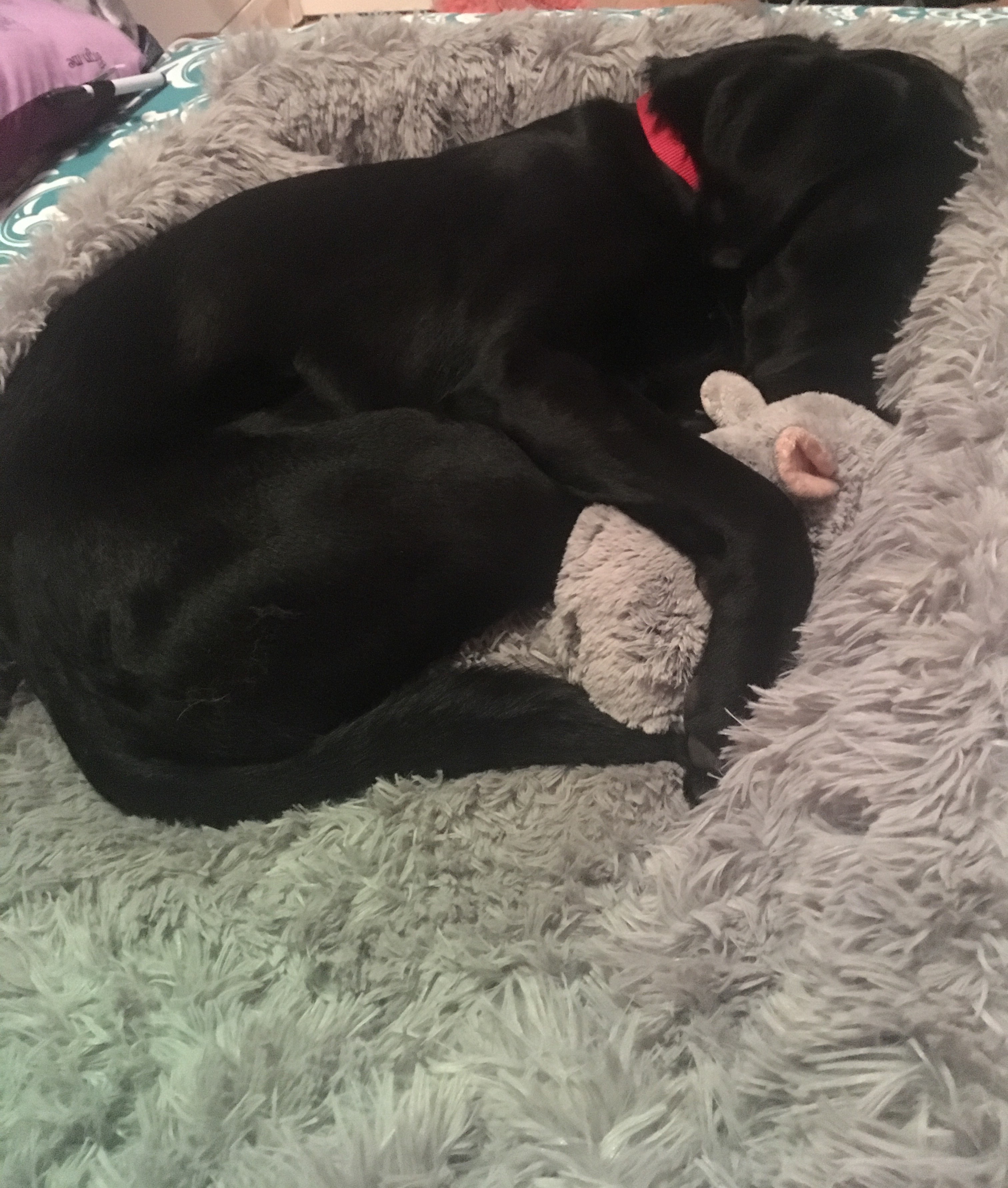 A picture of Barrett laying in his bed and holding his toy (chin chin the chinchilla) between his paws