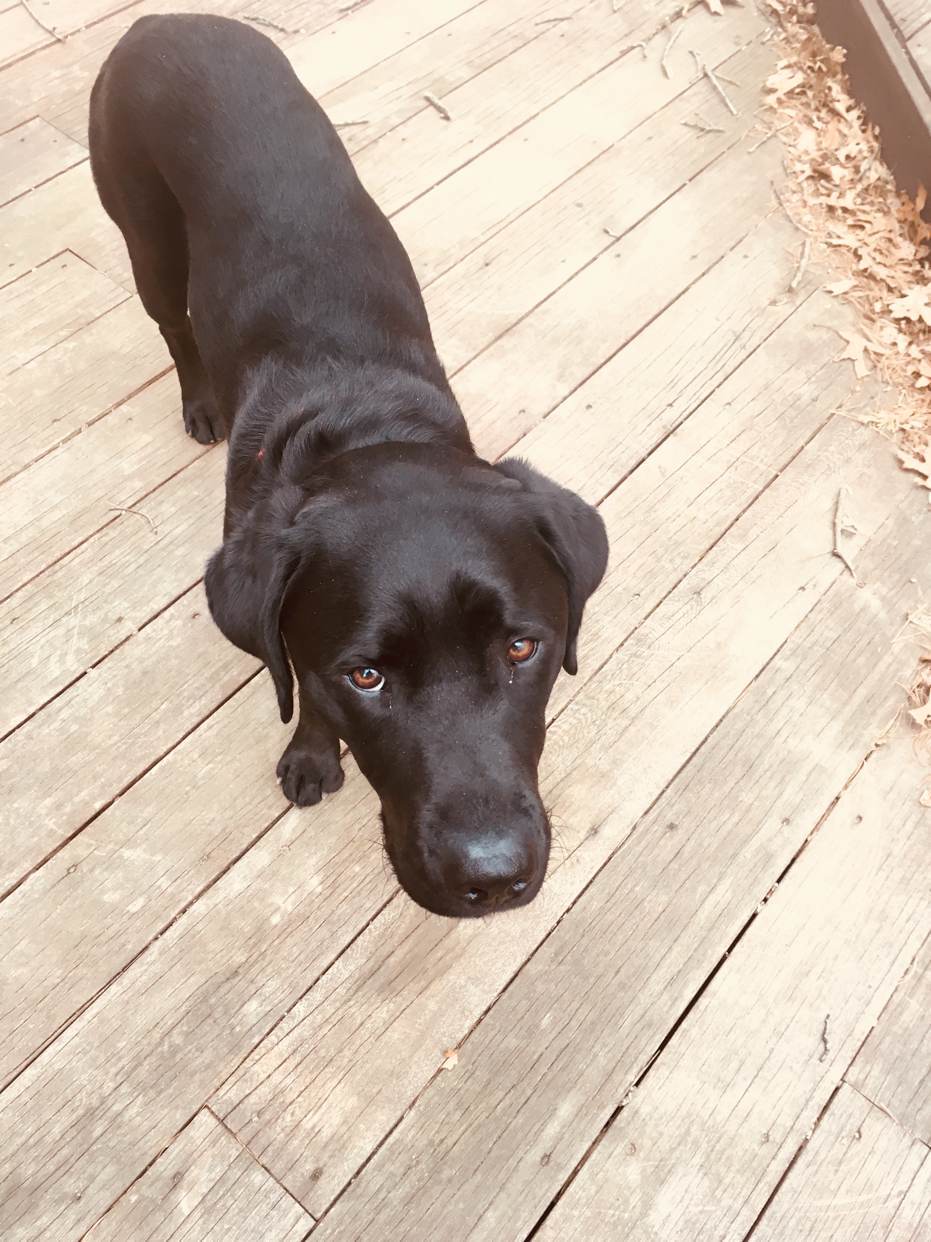 A picture of Barrett standing on a brown deck and looking up at the camera